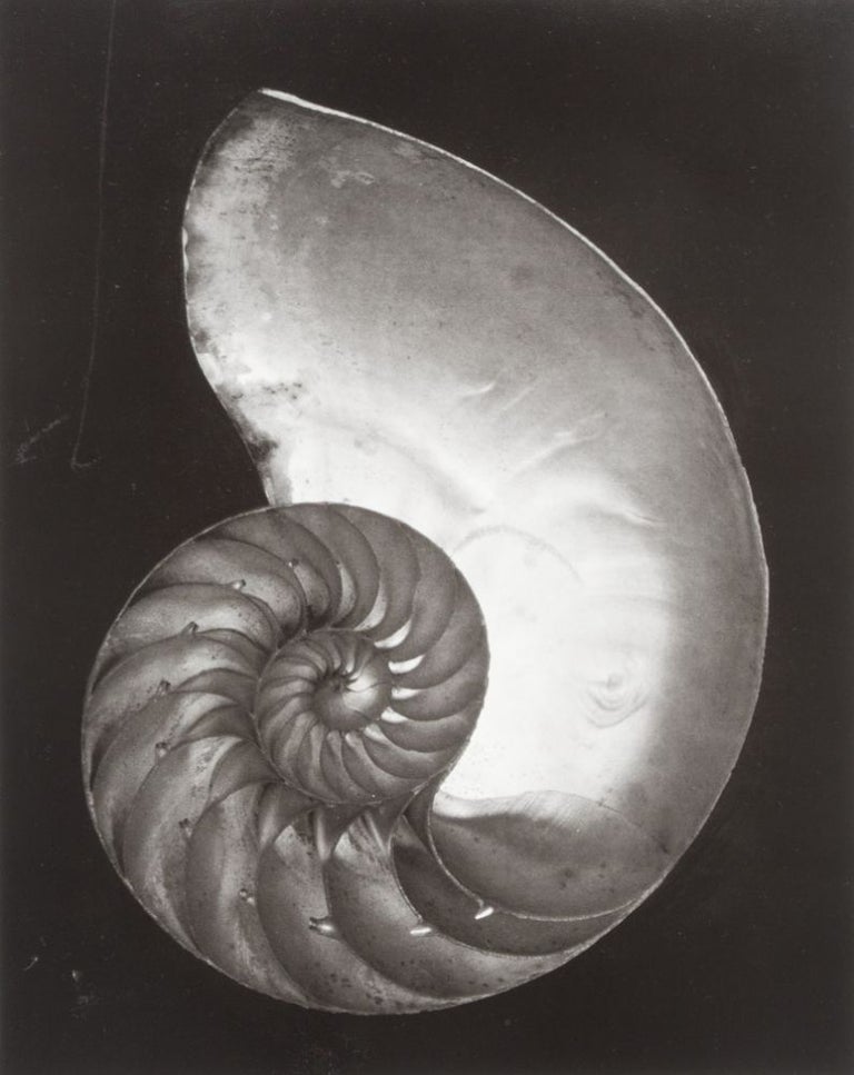 Item #16000 Edward Weston: His Life and Photographs [SIGNED] [WITH AN ORIGINAL SILVER PRINT IN A CARDBOARD SLEEVE]. Edward Weston.