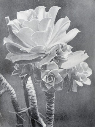 Die Welt der Pflanze: Band II, Crassula