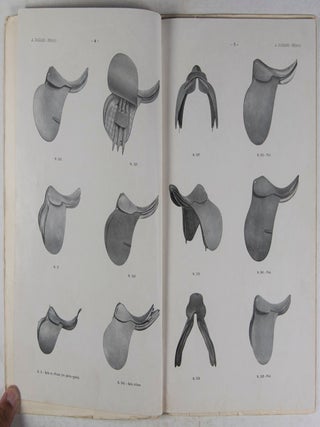 A. Pariani: Horse Saddles and Bridle Catalog