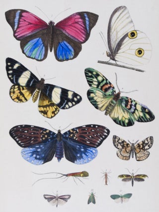 Item #23337 History of the American Fauna and a General Natural History of the World. [3...