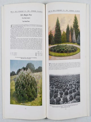 Hill's Evergreens 1926