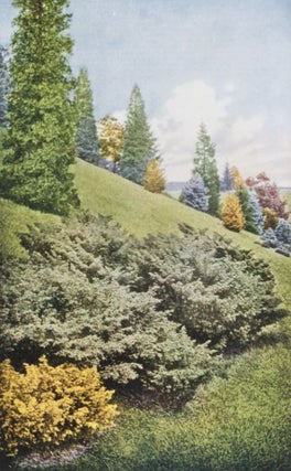 Hill's Evergreens 1926