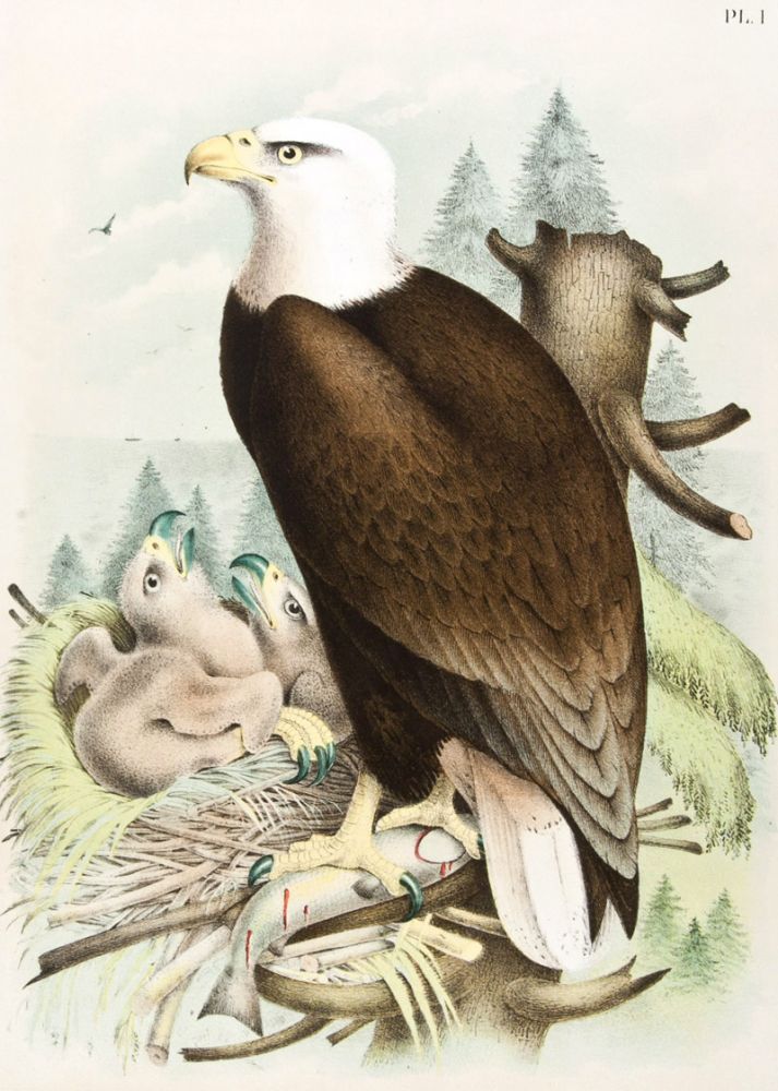 Item #30743 The Birds of North America. Jacob H. Studer, Theodore Jasper, illust.