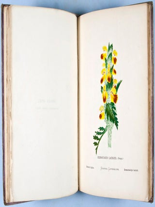 Wild Flowers of the Holy Land