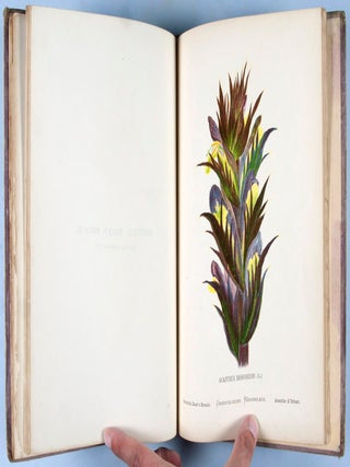 Wild Flowers of the Holy Land