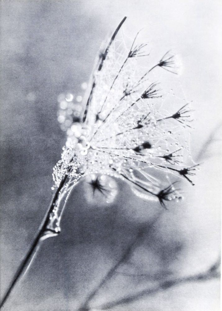 Peter Merom The Dew: Impressions in Black and White - La Rosée: Impressions en Noir ...