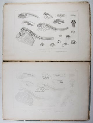 Histoire Naturelle des Poissons d'Eau Douce de l'Europe Centrale: Embryologie des Salmones