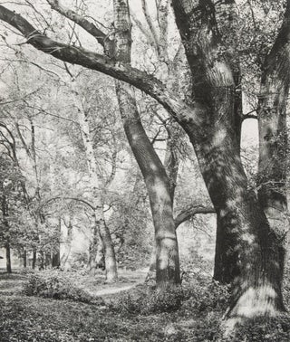 Item #38528 Wald-, Baum- und Vordergrund-Studien [Die Quelle IX.]. Martin Gerlach, and Photographs