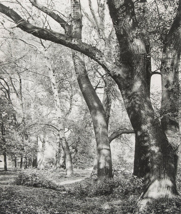 Item #38528 Wald-, Baum- und Vordergrund-Studien [Die Quelle IX.]. Martin Gerlach, and Photographs.