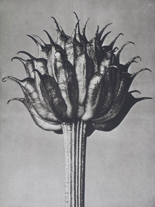 Item #39042 Wundergarten der Natur. Neue Bilddokumente schöner Pflanzenformen. Karl Blossfeldt