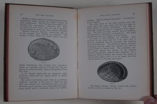 West Coast Shells. A Familiar Description of the Marine, Fresh Water, and Land Mollusks of the United States, Found West of the Rocky Mountains