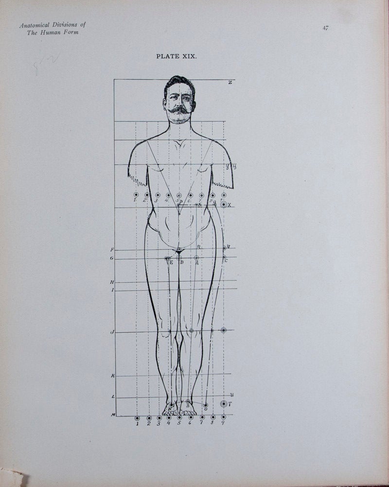 Human External Form Anatomical Divisions of the Human Form, and Form Growth from Birth to ...