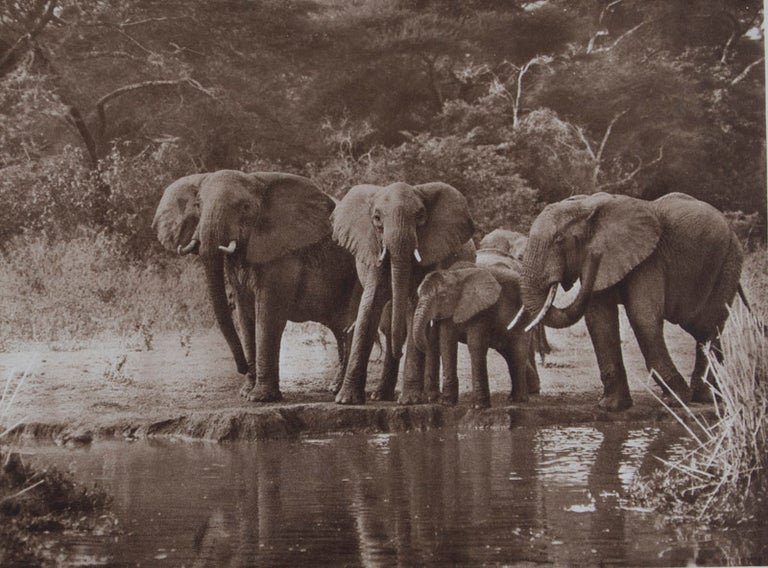 Item #46307 Elephants and Other Big Game Studies from The Times. Marcuswell Maxwell.