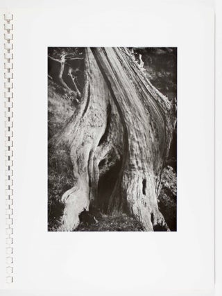 My Camera on Point Lobos