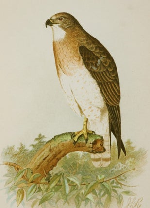 The Hawks and Owls of the United States in Their Relation to Agriculture