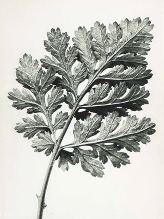 Item #49072 Urformen der Kunst. Karl Blossfeldt
