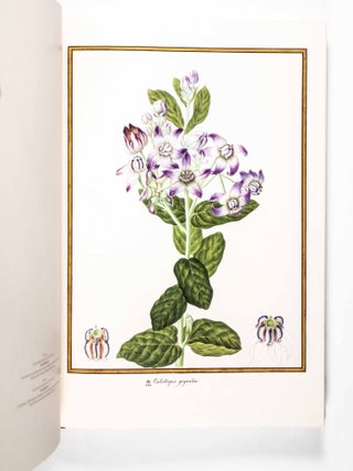 Florilegium Imperiale. Botanical Illustrations for Francis I of Austria