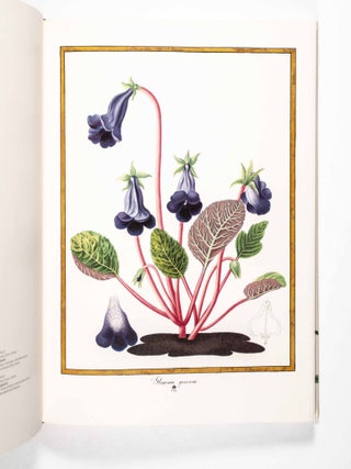 Florilegium Imperiale. Botanical Illustrations for Francis I of Austria