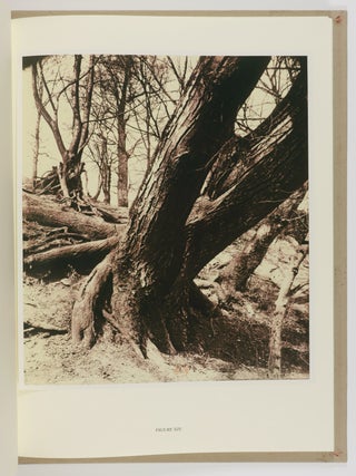 Eugène Atget's Trees: Newly Discovered Photographs from the Bibliotheq̀ue Nationale de France