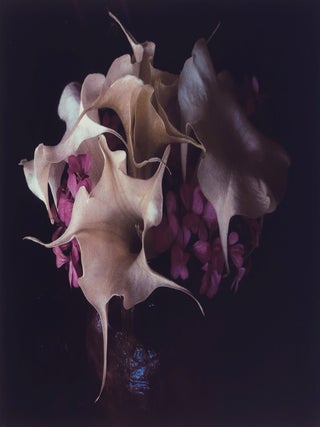 Item #51455 Marie Cosindas : Color Photographs. Marie Cosindas, Tom Wolfe, Susan Feldman, Essay