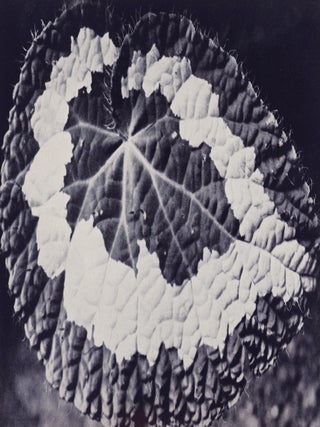 Item #51587 Die Pflanze als Lebewesen (The Plant as Living Creature). Ernst Fuhrmann