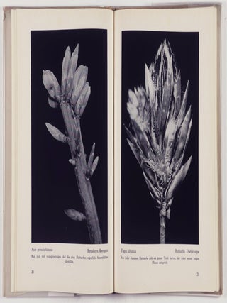Die Pflanze als Lebewesen (The Plant as Living Creature)