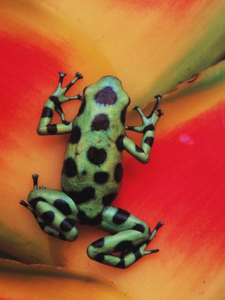 Item #53659 Hotspots: Earth's Biologically Richest and Most Endangered Terrestrial Ecoregions...