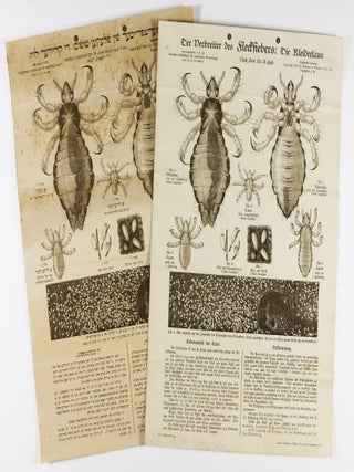 Der Verbreiter des Fleckfiebers: Die Kleiderlaus (The Spreader of Typhus: The Body Louse