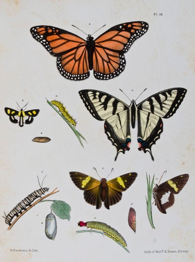 Item #7599 Agriculture of New York: Comprising an Account of the Classifications, Composition and Distribution of the Soils and Rocks, and of the Climate and Agricultural Productions of the State; Together with Descriptions of the More Common and Injurious Species of Insects; Volume V. E. Emmons.